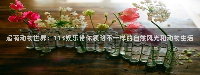 极悦娱乐主管：超萌动物世界：113娱乐带你领略不一样的自然风光和动物生活